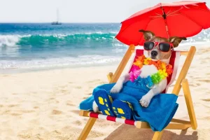 Quattro pensioni per cani nel Lazio per portare in vacanza anche il pet