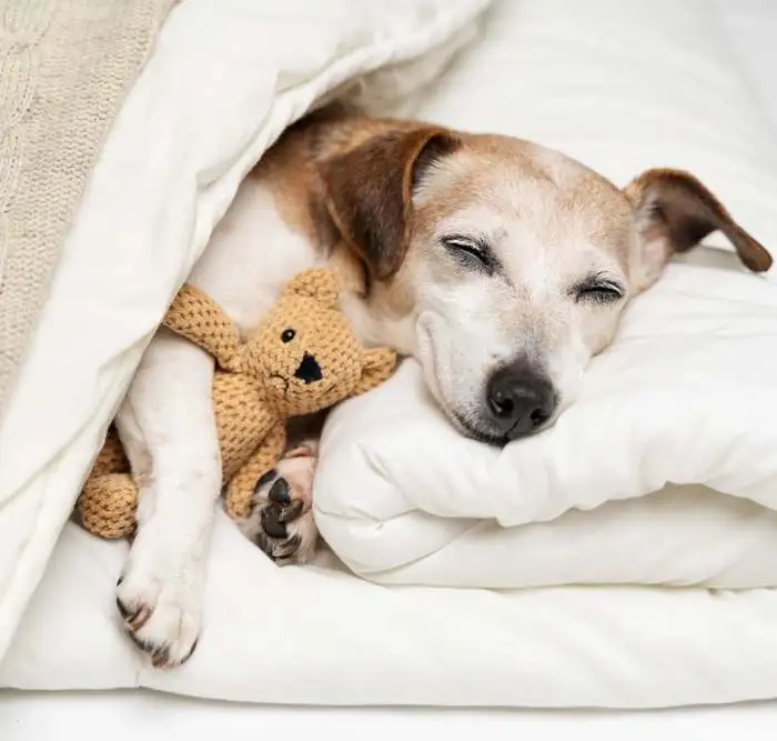 cane-che-dorme_shutterstock_by_Iryna-Kalamurza