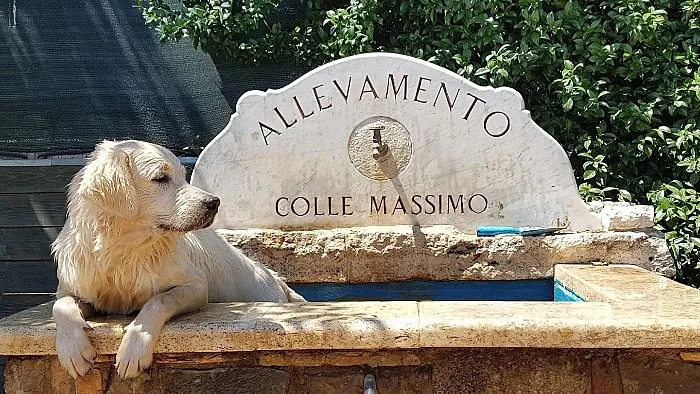 Allevamento Colle Massimo