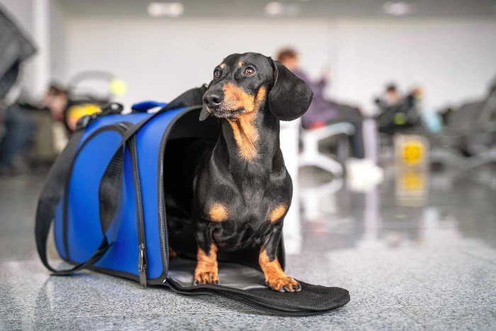 Trenitalia, gli animali di piccola taglia viaggiano gratis