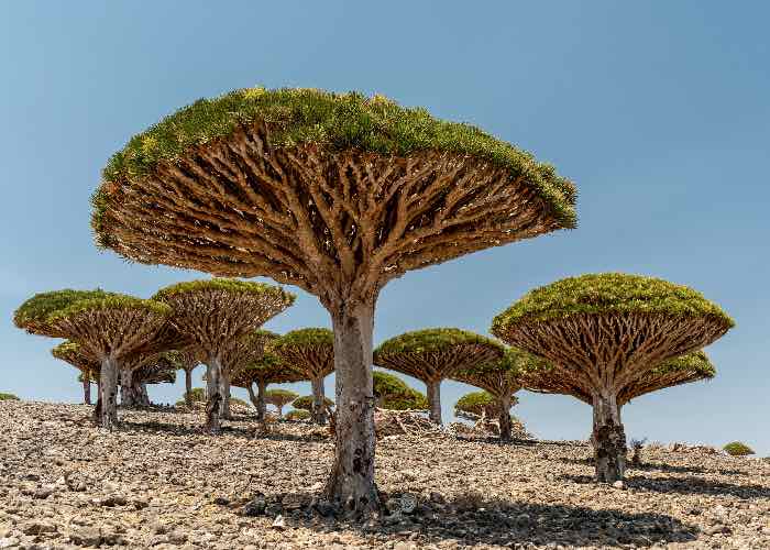 Socotra paesaggio