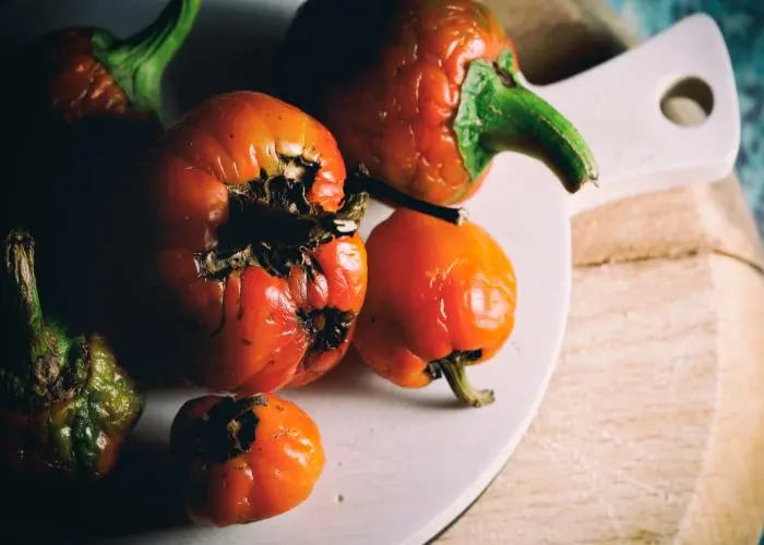 papaccella napoletana
