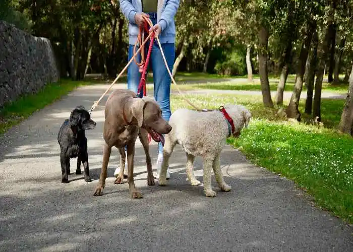 dog sitter