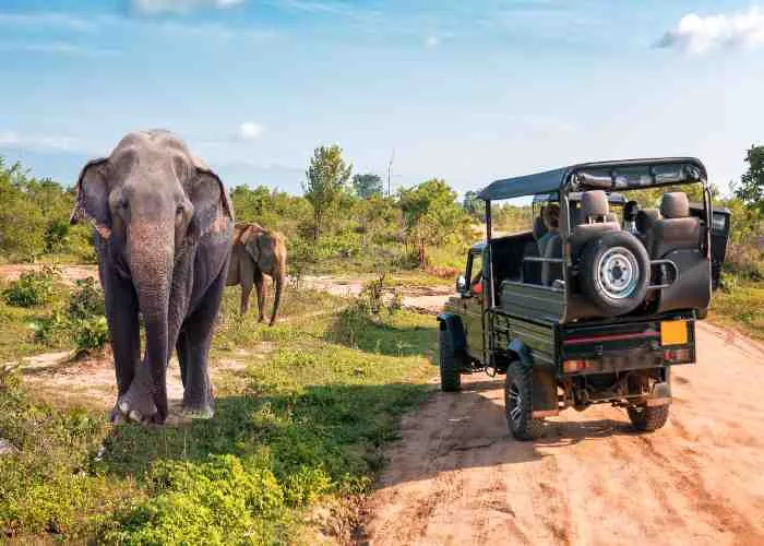 Elefanti in Sri Lanka