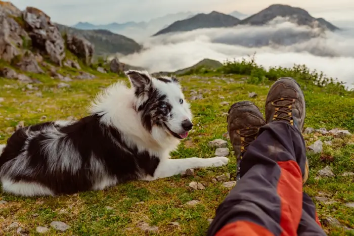 Riposo in montagna con il cane