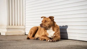 Come proteggere cani e gatti dal caldo e dal sole, i nostri consigli
