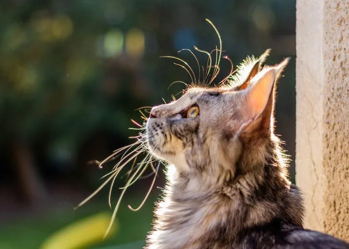 Gatto al sole