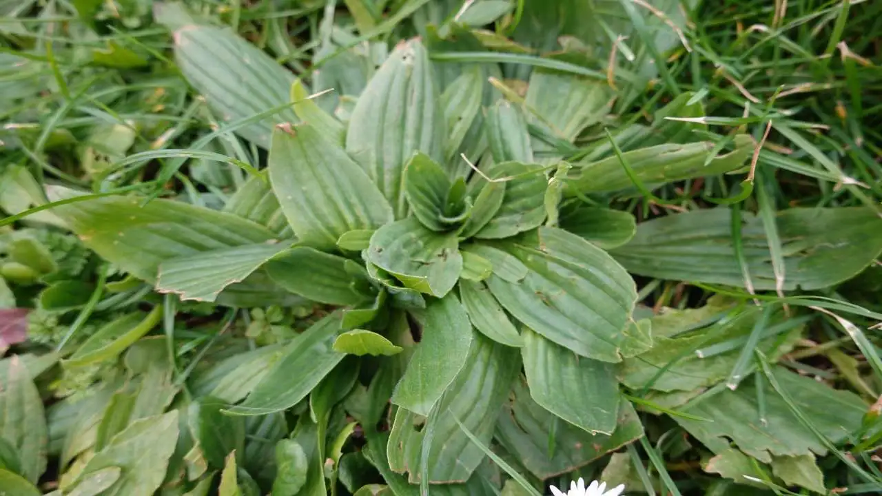 Piantaggine