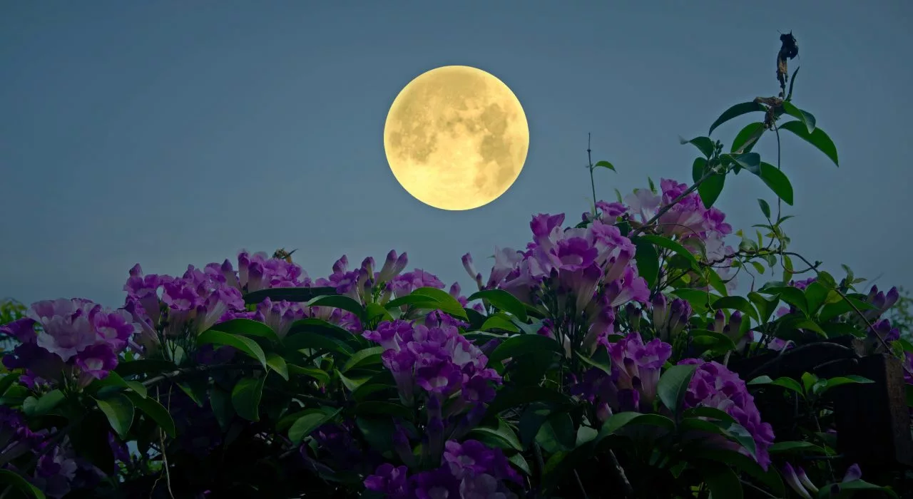 Giardinaggio lunare