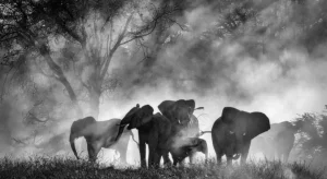 Ghost Elephants: il nuovo Herzog esplora la leggenda degli elefanti fantasma in Angola