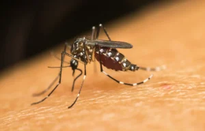 I migliori modi naturali per scacciare le zanzare