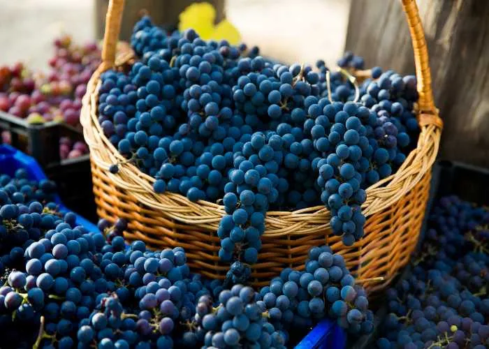 A settembre torna la sagra dell'uva a Città Sant'Angelo, in Abruzzo