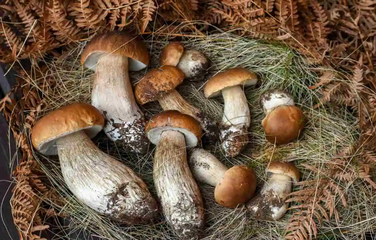 Funghi porcini, protagonisti delle sagre nel Lazio a settembre