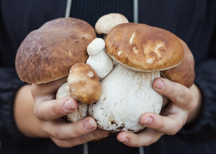 I funghi porcini sono i protagonisti della sagra di Oriolo Romano