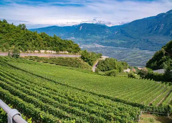 I celebri vigneti del Trentino