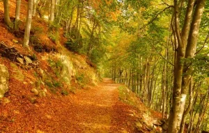 I 3 posti del Piemonte dove vedere il foliage
