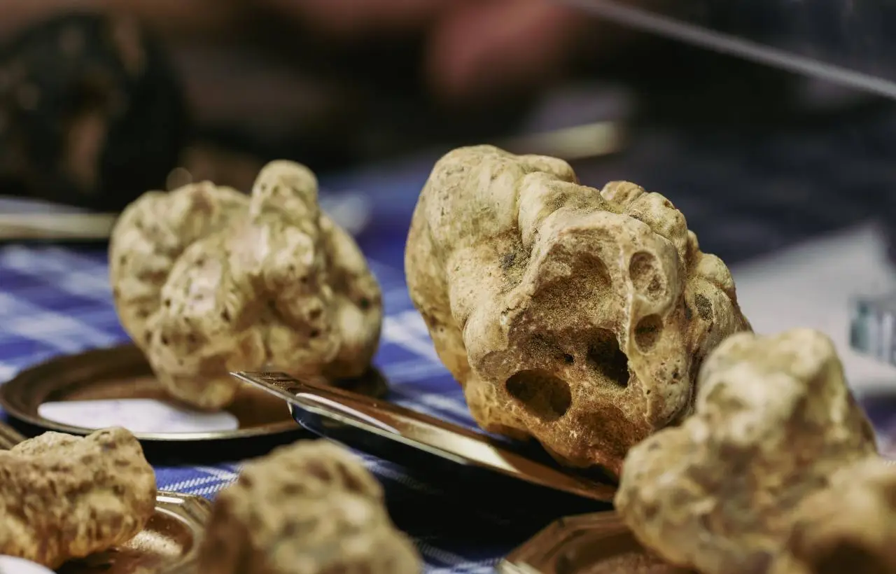 Tartufo bianco, protagonista della Fiaera di Alba