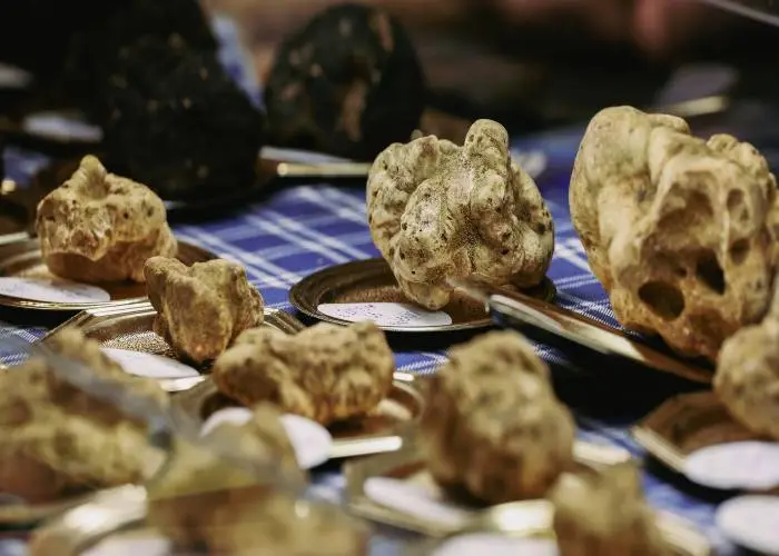 Tartufi esposti alla Fiera Internazionale del Tartufo Bianco di Alba