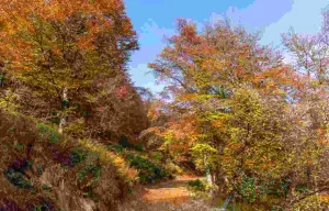 L'Itinerario Dolciniano è il miglior posto d'Italia per vedere il foliage