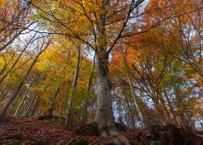 Foliage all'Oasi Zegna
