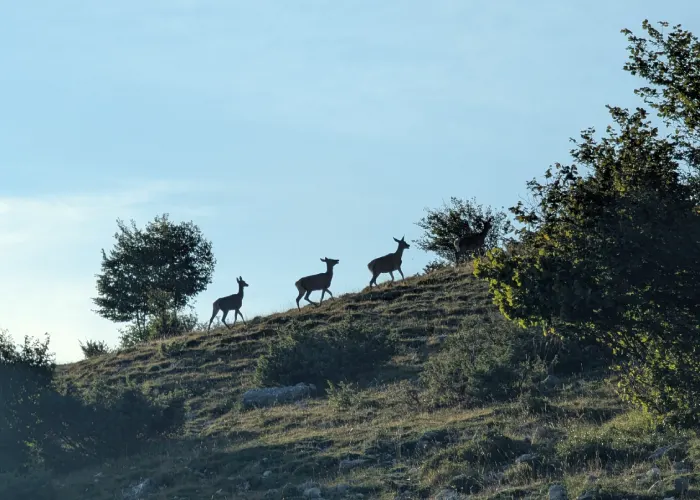 Cervi sul Monte Velino
