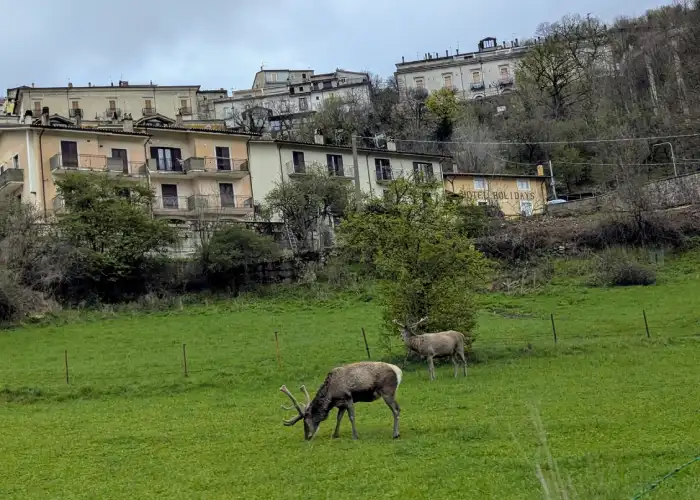 Cervi a Villetta Barrea