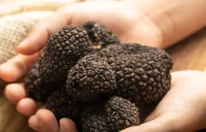Sagra del Tartufo di Canterano 2025, menù e programma