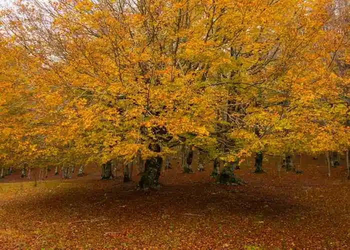 Lo spettacolo del Foliage nei Monti Simbruini