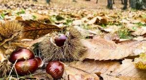 Il Sentiero dei Castagni sul Lago Maggiore: tra storia e panorami incantati