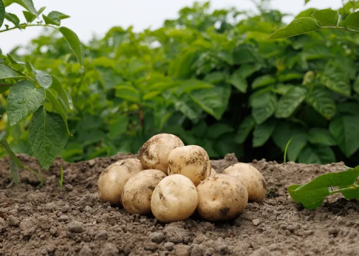 Patate su un campo