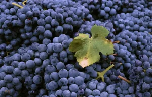 Sagre Piemonte ottobre 2025, dove andare per gustare i sapori dell'autunno