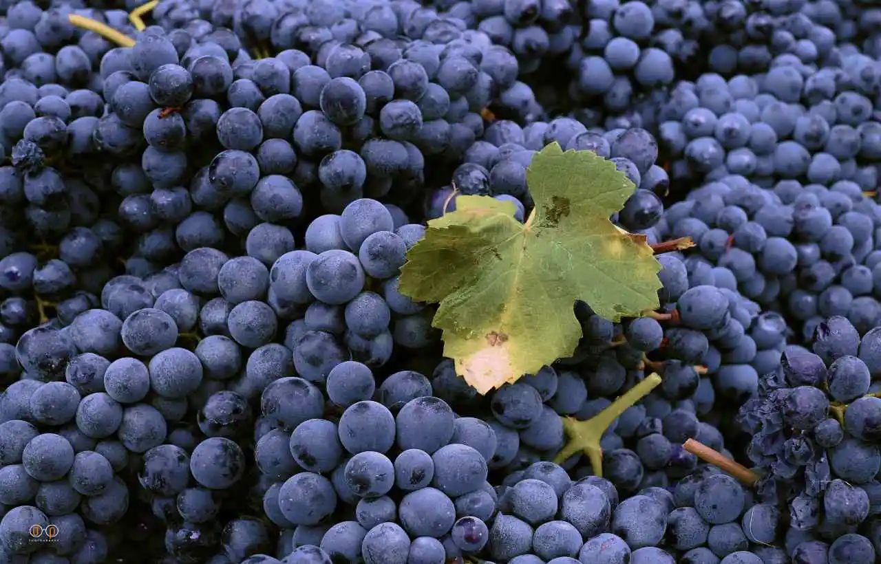Uva, grande protagonista delle sagre g'ottobre in Piemonte