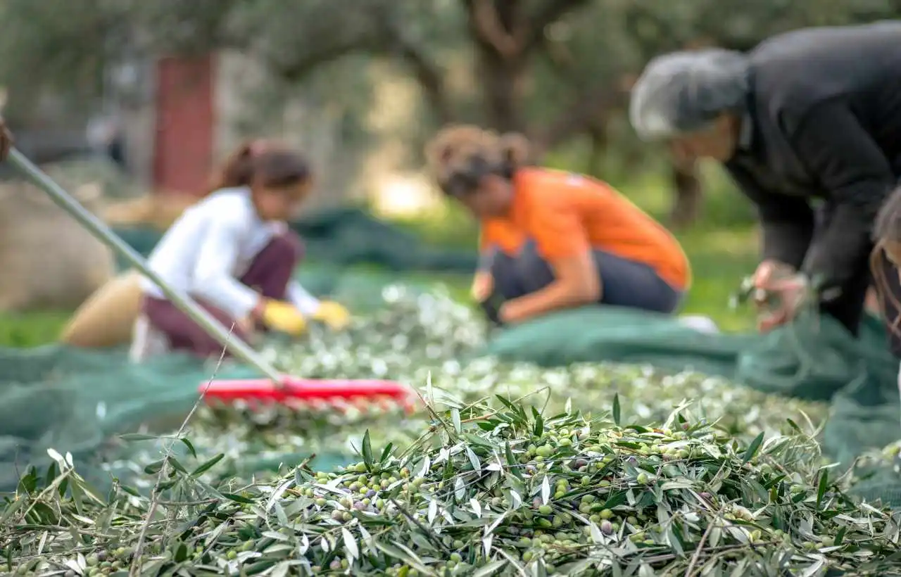 Raccolta delle olive