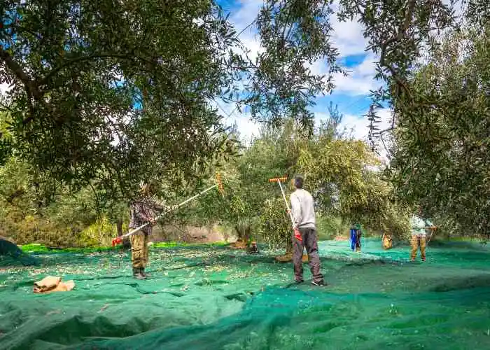Un momento della raccolta delle olive