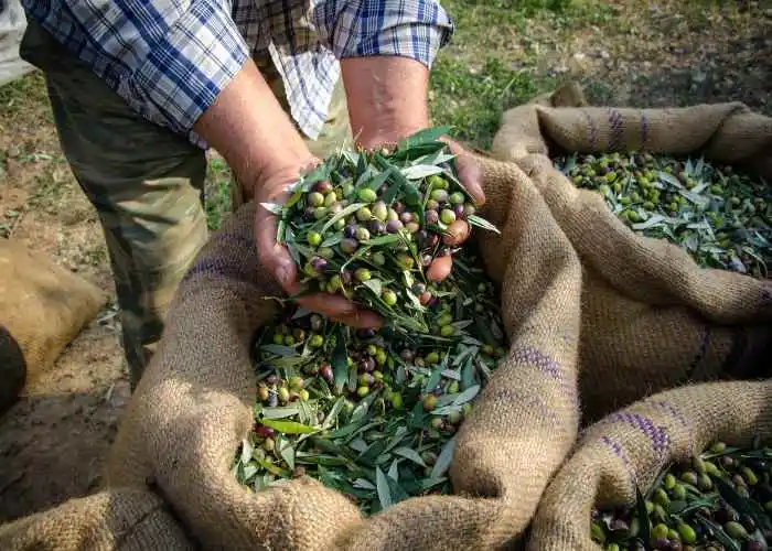 Sacchi di olive appena raccolte