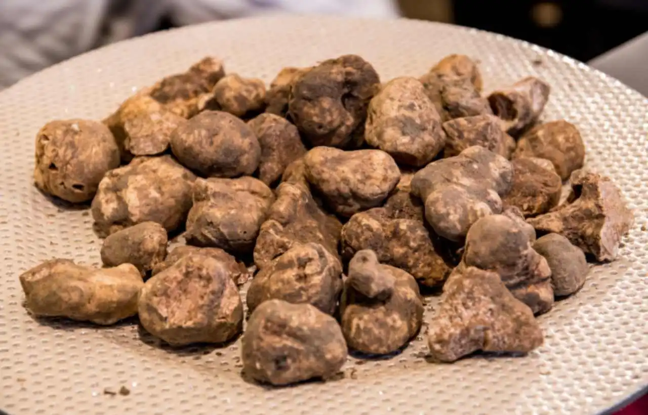 Il tartufo bianco di San Miniato