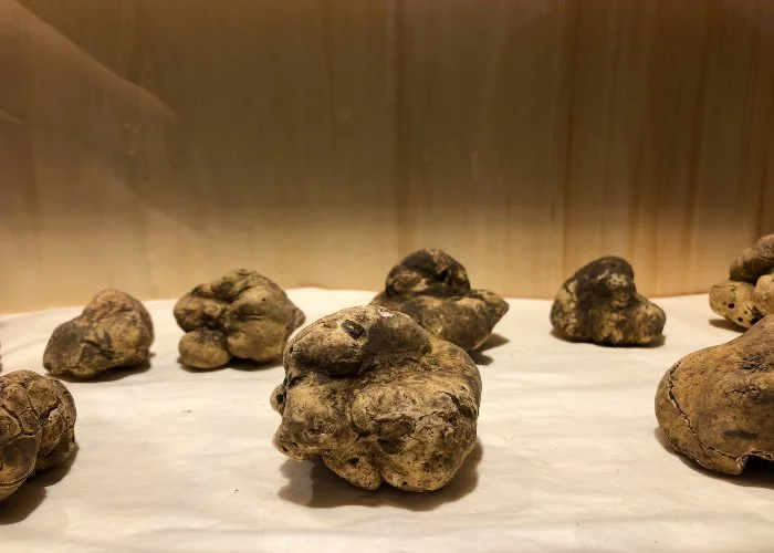 Esposizione del tartufo bianco di San Miniato