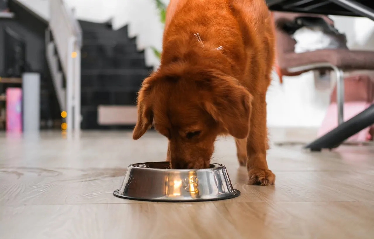 A Roma c'è un voucher da 500 euro per la cura di cani e gattii adottati