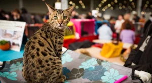 SuperCat Show 2025: due giorni dedicati alla bellezza e all’eleganza dei gatti a Roma