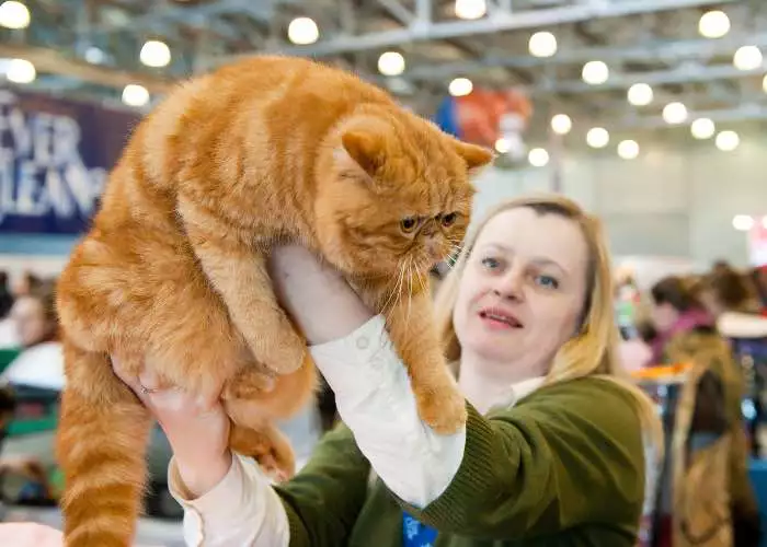 mostra gatti Roma - supercat show 2025