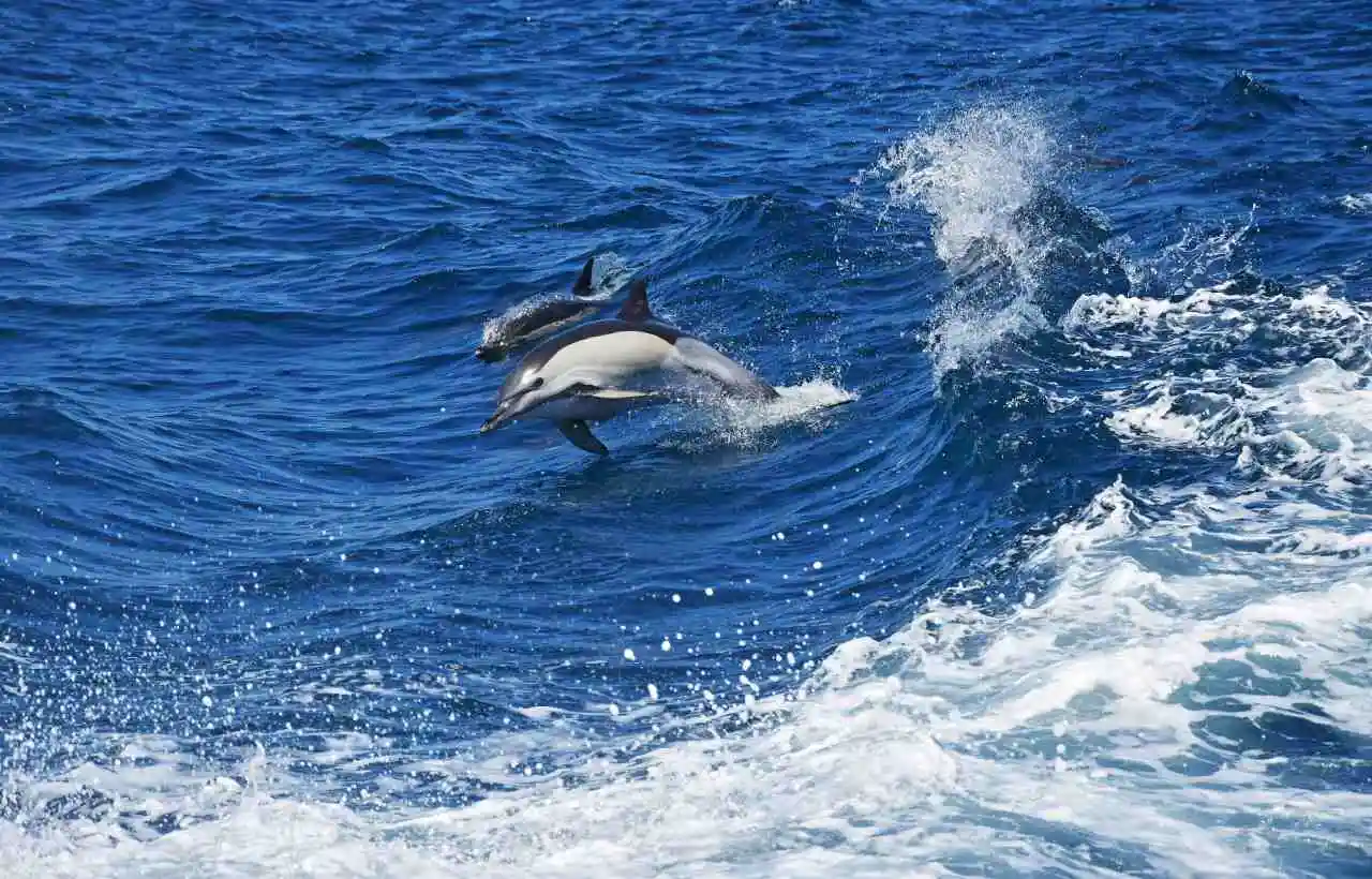 Al Canyon di Caprera vivono molti delfini