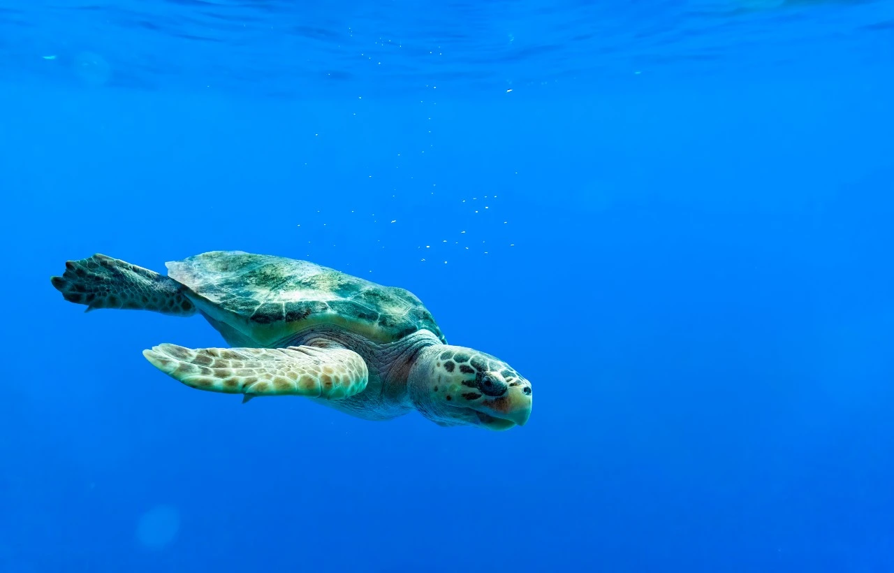 Una tartaruga marina
