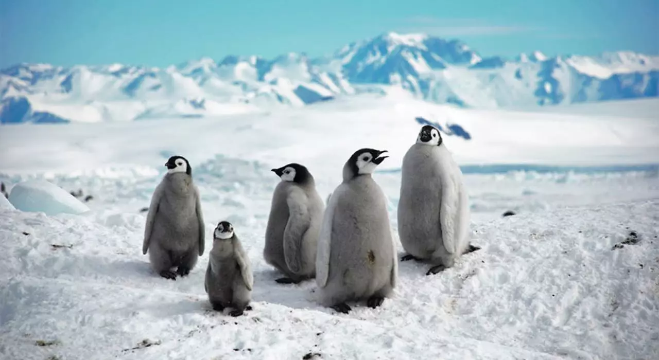 cuccioli di Pinguino imperatore