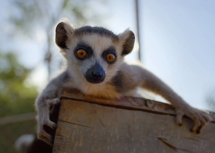 Un cucciolo di lemure in 'Born to be Wild'