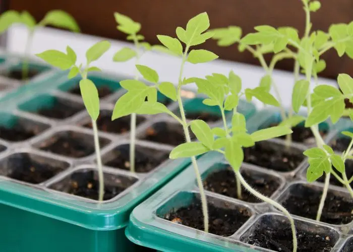 Un piccolo orto coltivato in casa