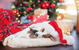 10 idee per regali di Natale pet sotto i 50 euro