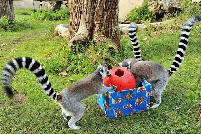 Trascorrere le feste di Natale al Bioparco di Roma