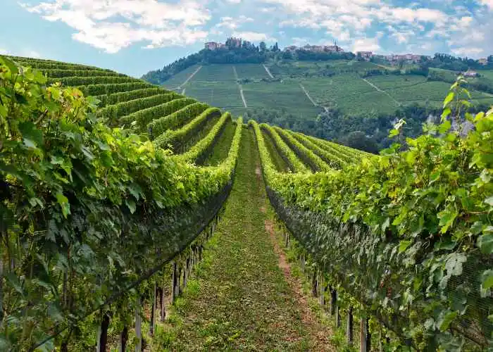 Un vitigno delle Langhe in Piemonte