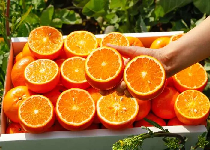 Arance, uno dei simboli dell'inverno