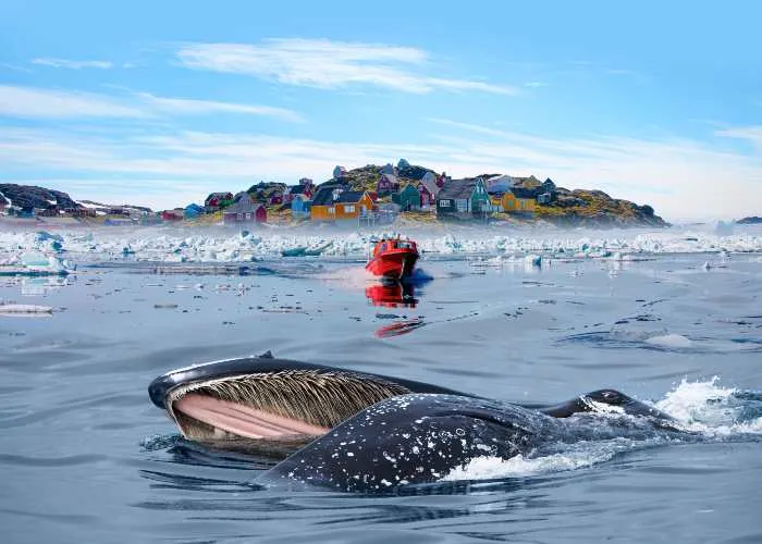 Una megattera in Groenlandia